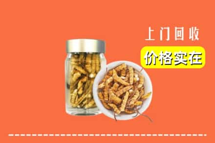 兴城市回收散虫草